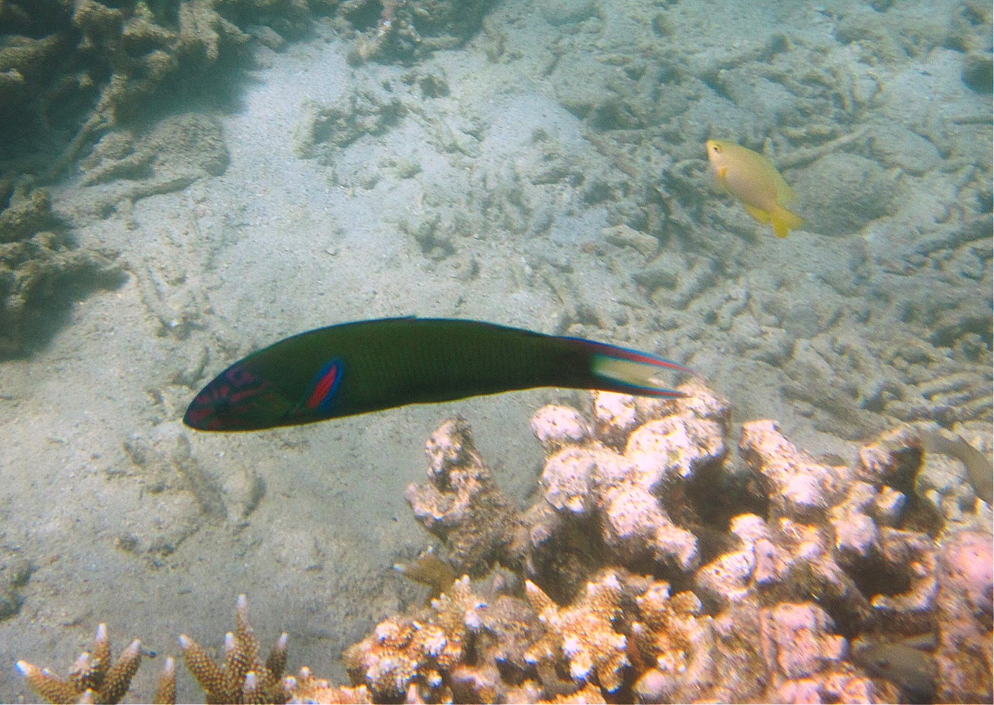 Mondsichellippenfisch